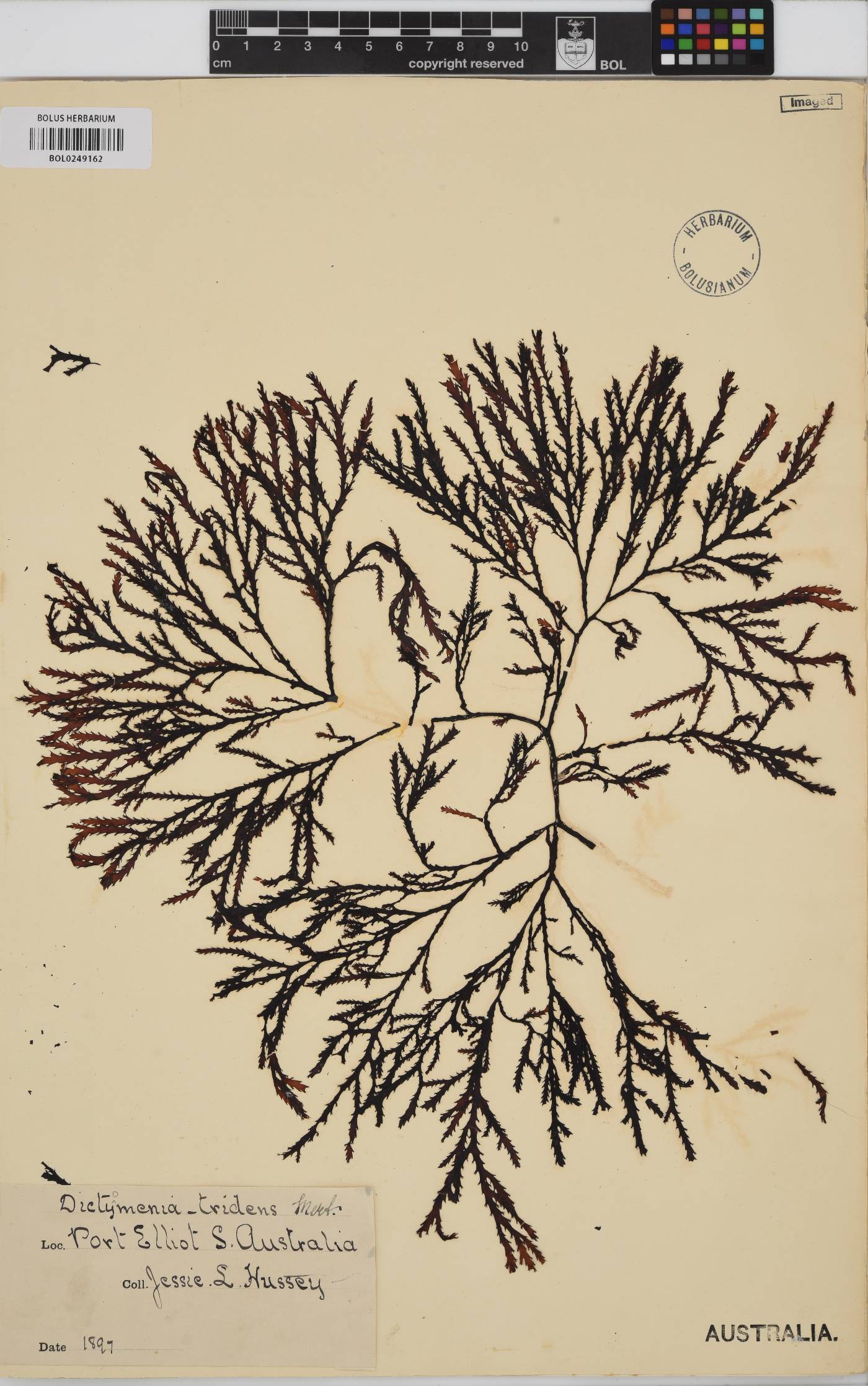Dictyomenia image