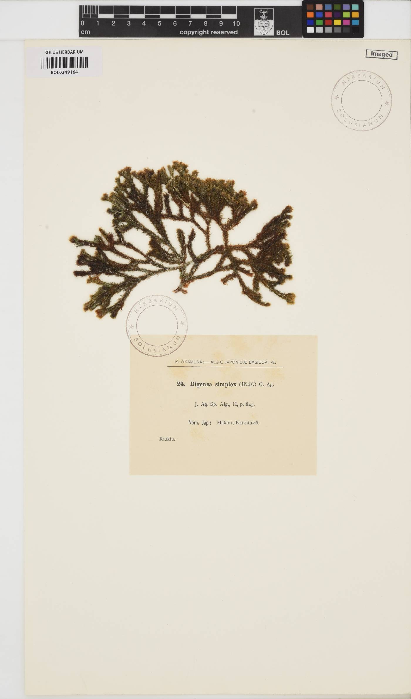 Digenea image