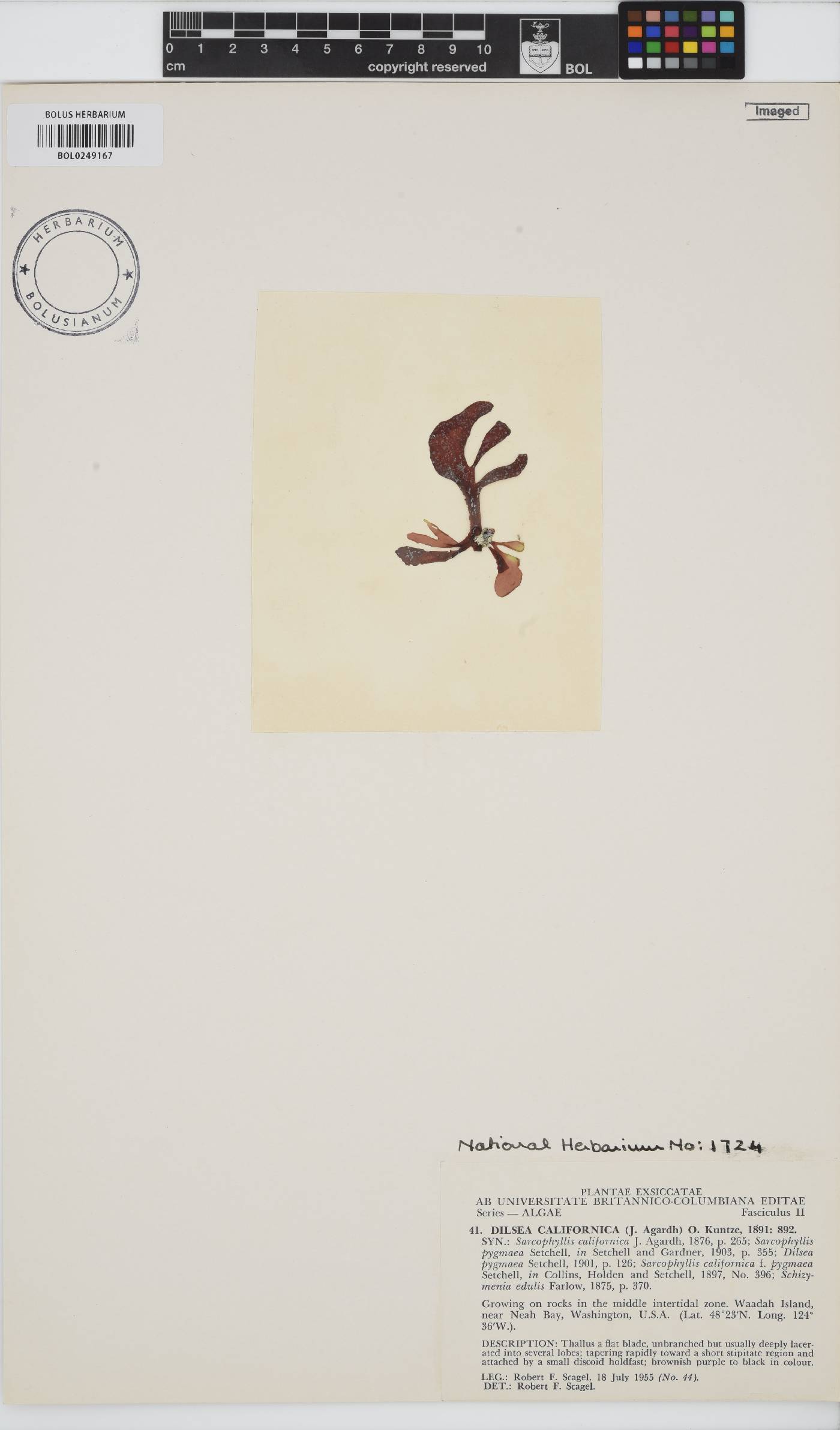 Dilsea californica image
