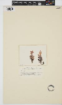 Image of Dipterosiphonia dendritica