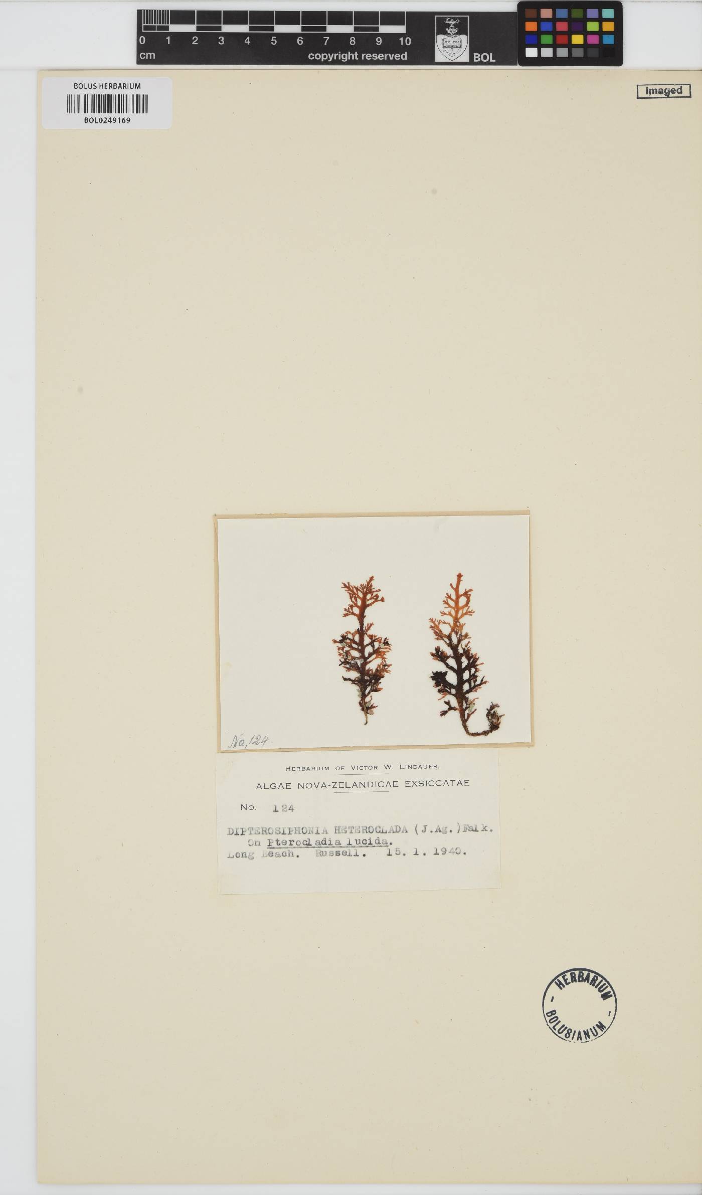 Dipterosiphonia dendritica image