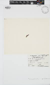 Image of Dipterosiphonia prorepens