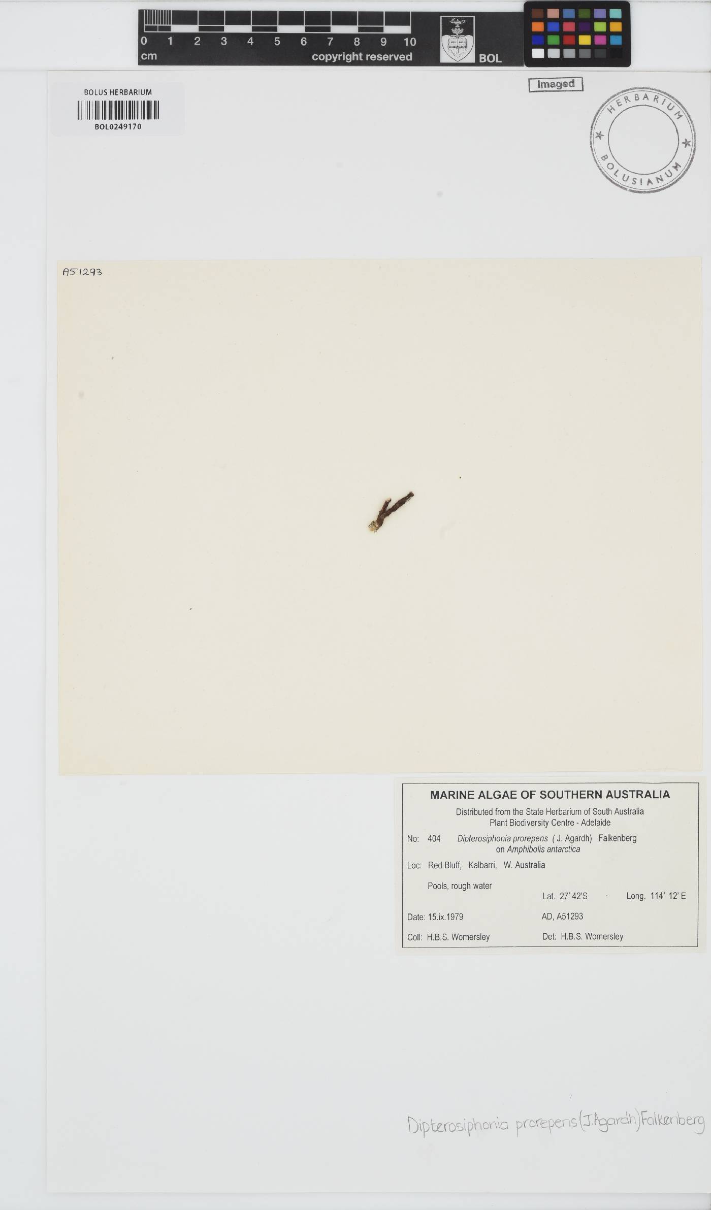 Dipterosiphonia prorepens image