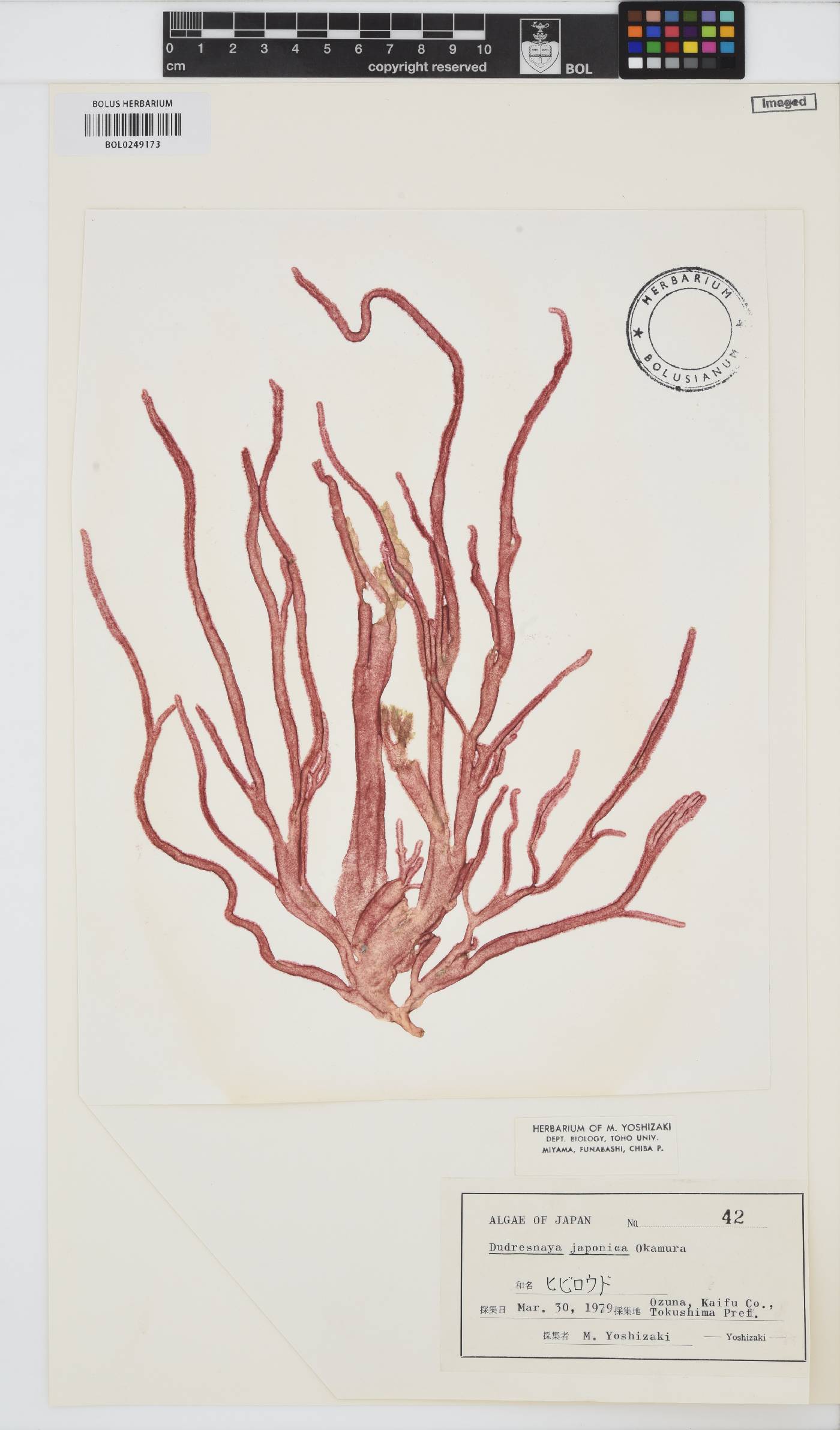 Dudresnaya japonica image
