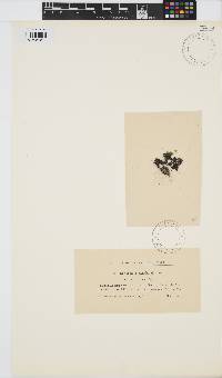 Image of Gloiopeltis complanata