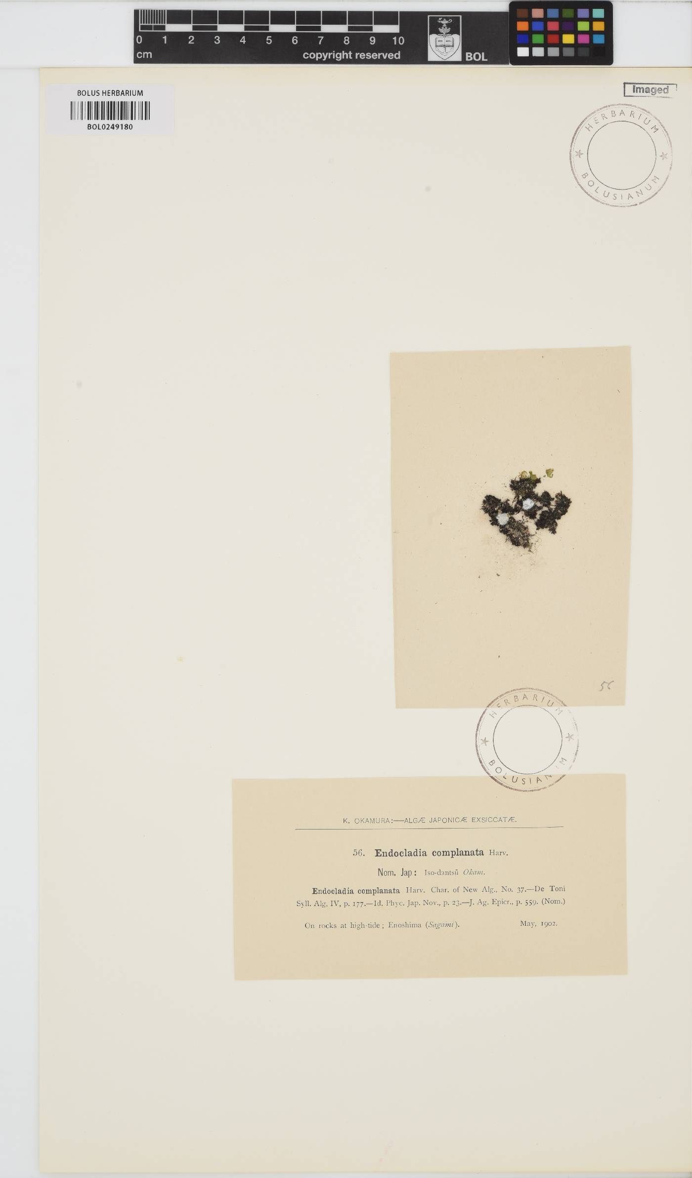 Gloiopeltis complanata image