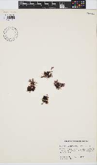 Image of Endocladia muricata