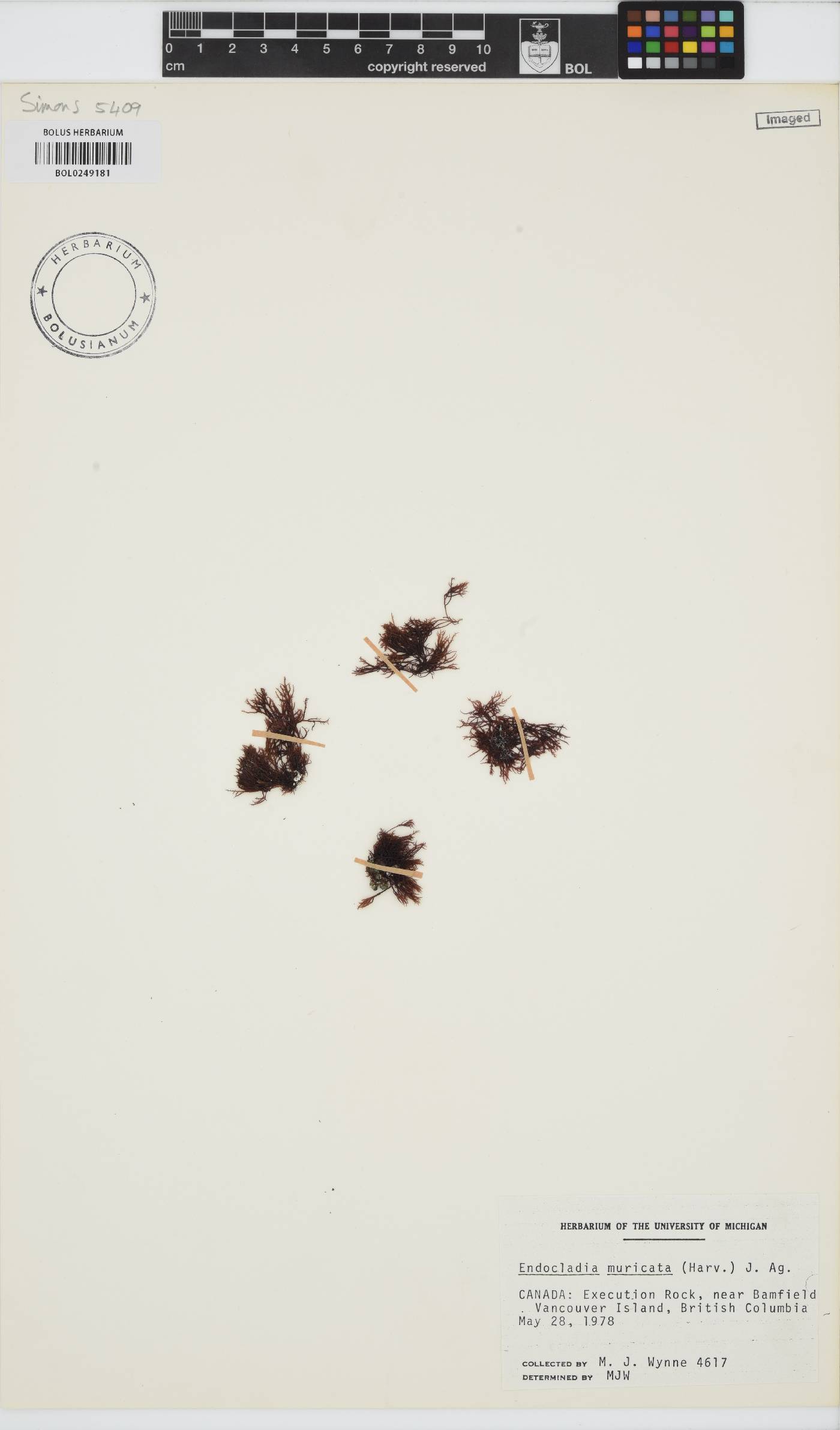 Endocladia muricata image