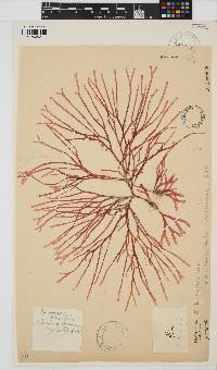 Rhodymenia capensis image