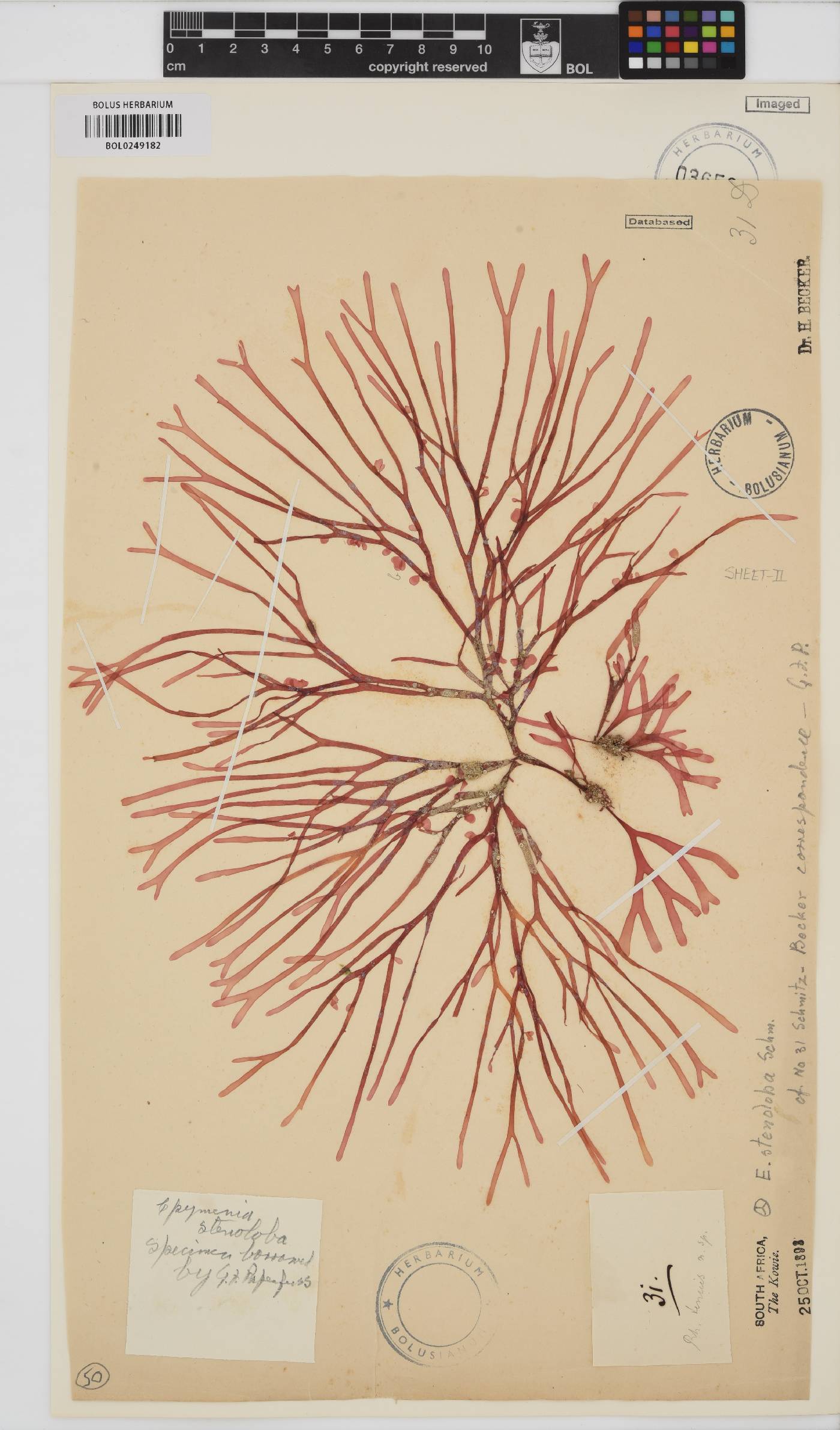 Rhodymenia capensis image