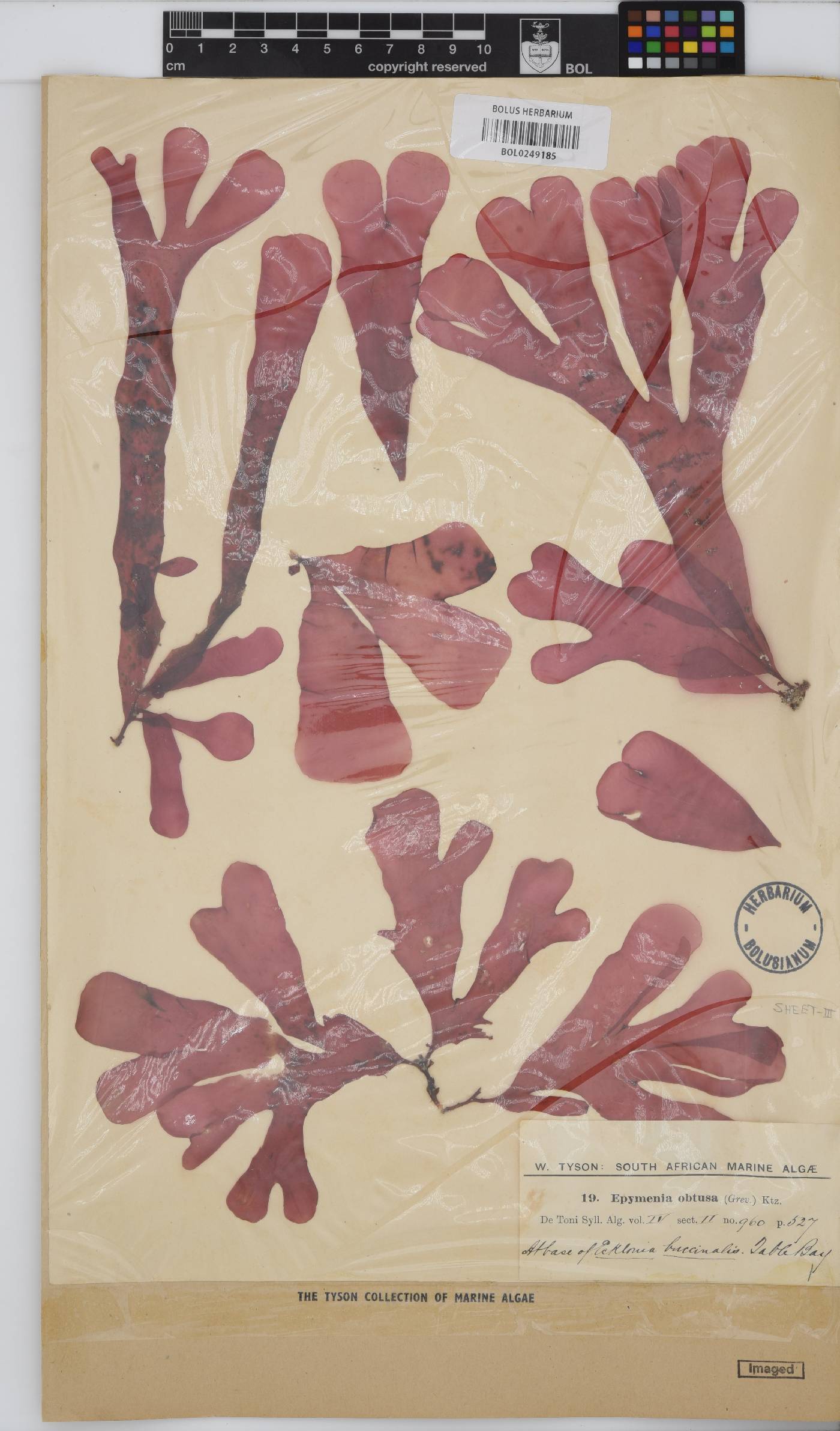 Rhodymenia obtusa image