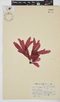 Rhodymenia obtusa image