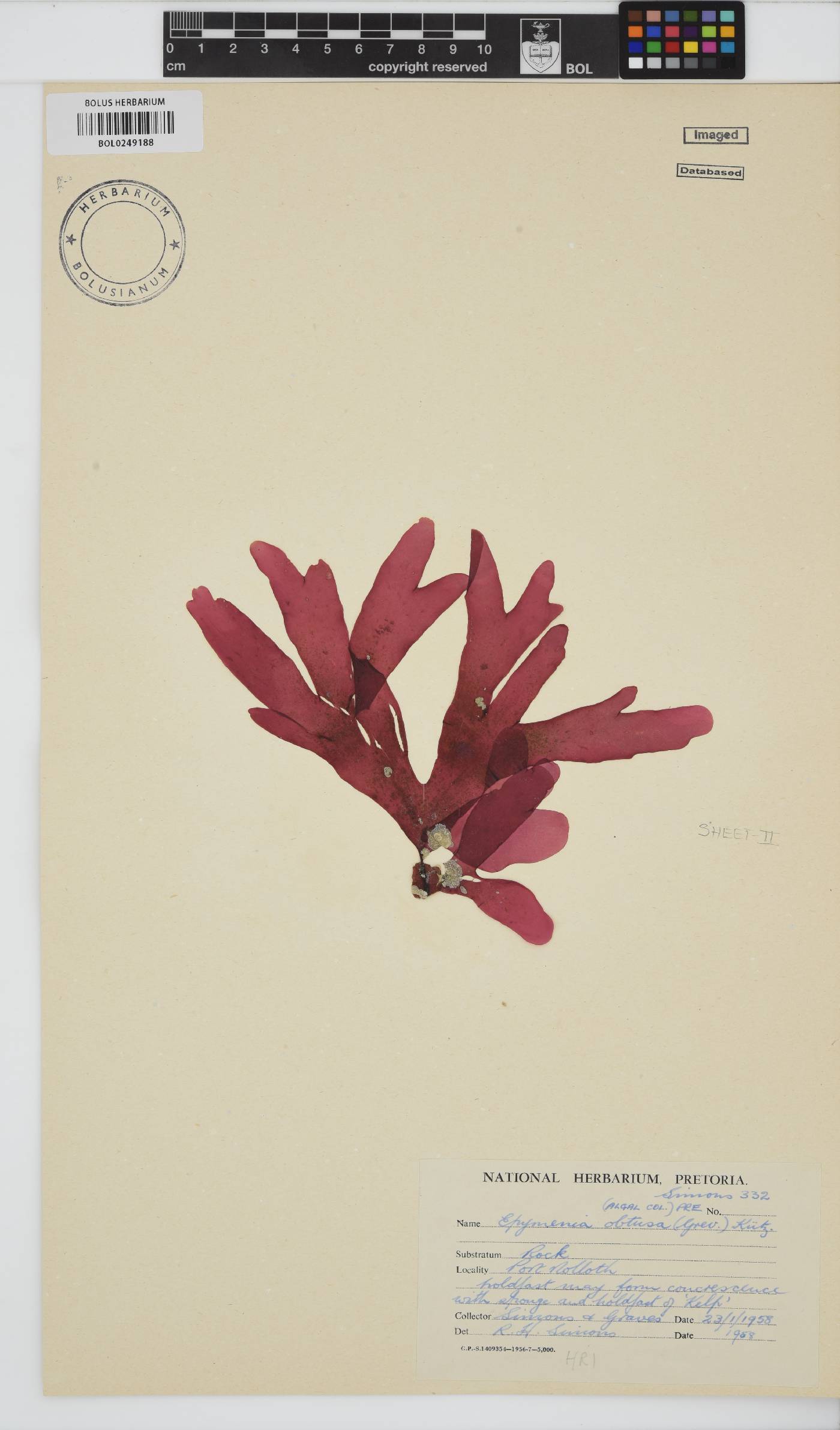 Rhodymenia obtusa image