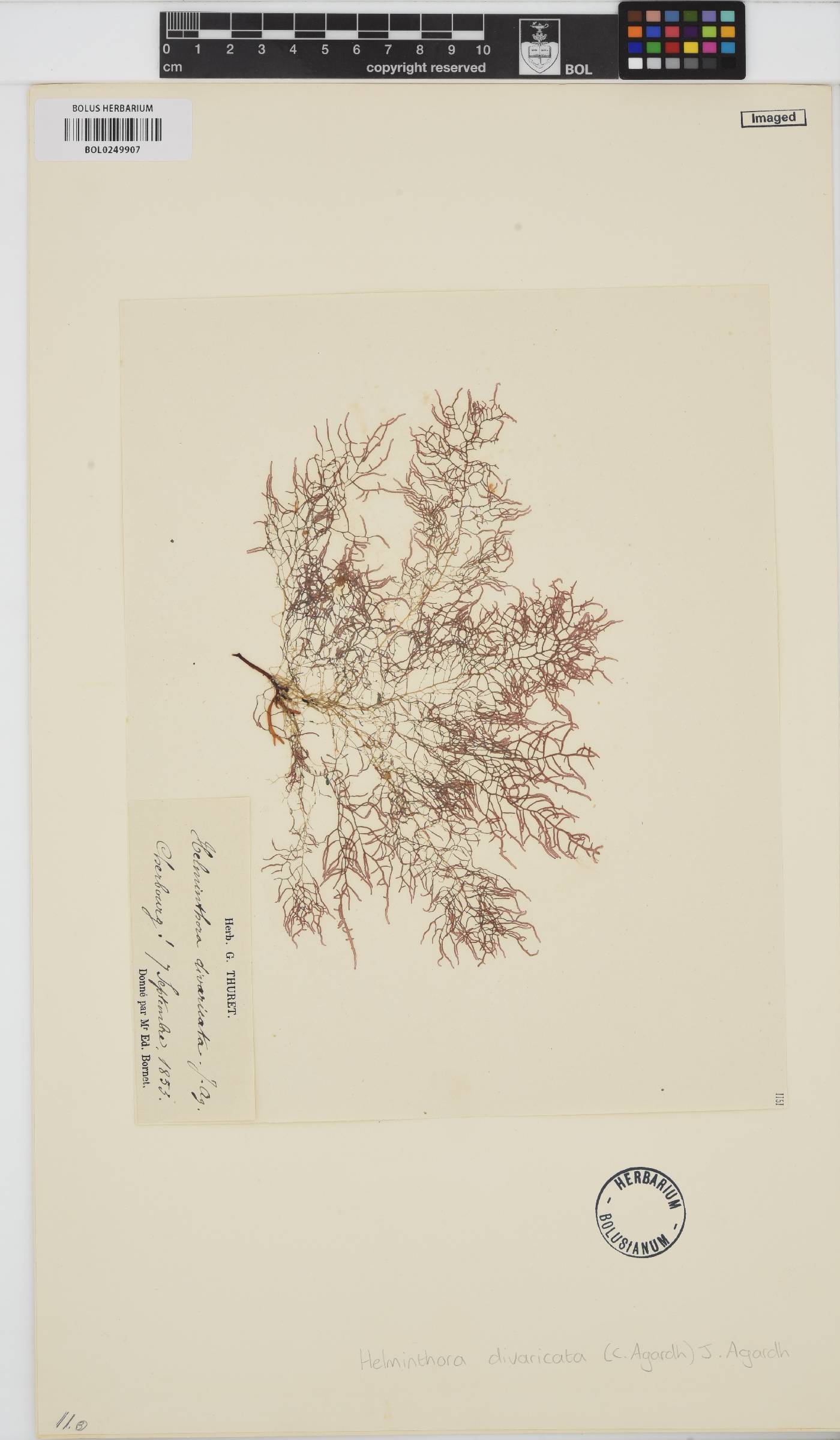 Helminthora divaricata image