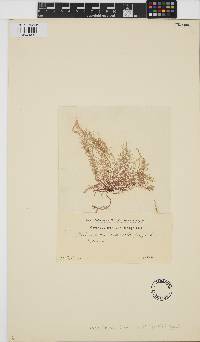 Helminthora divaricata image