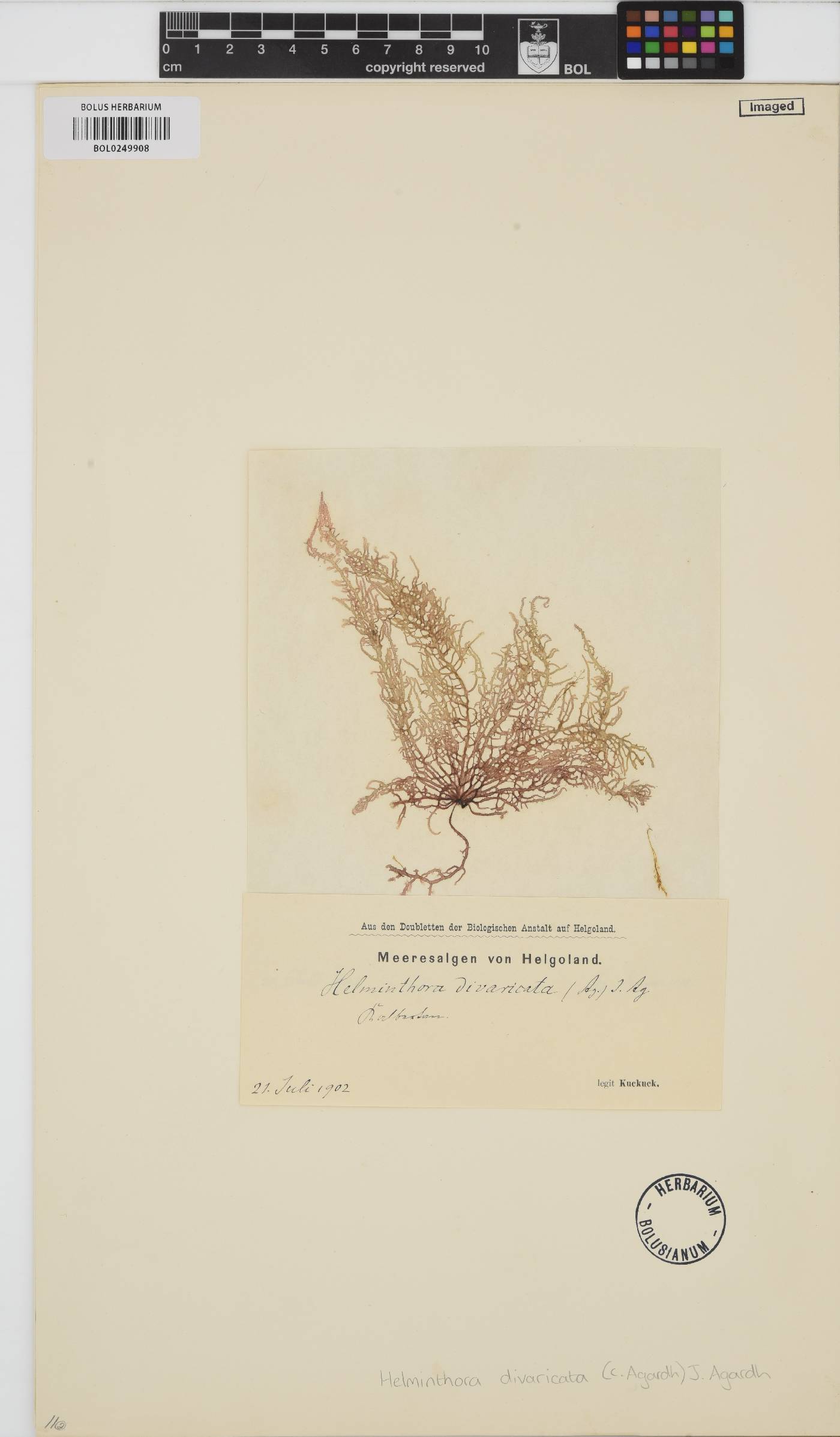 Helminthora divaricata image