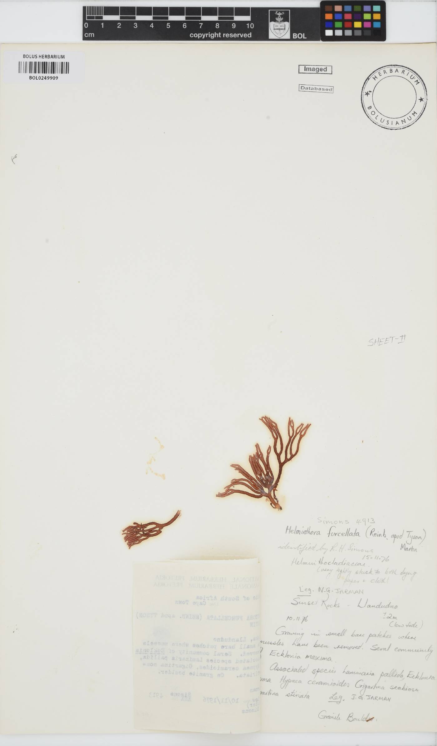 Helminthora furcellata image