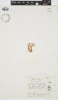Helminthora furcellata image