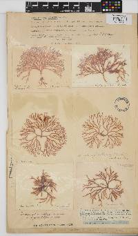 Helminthora furcellata image