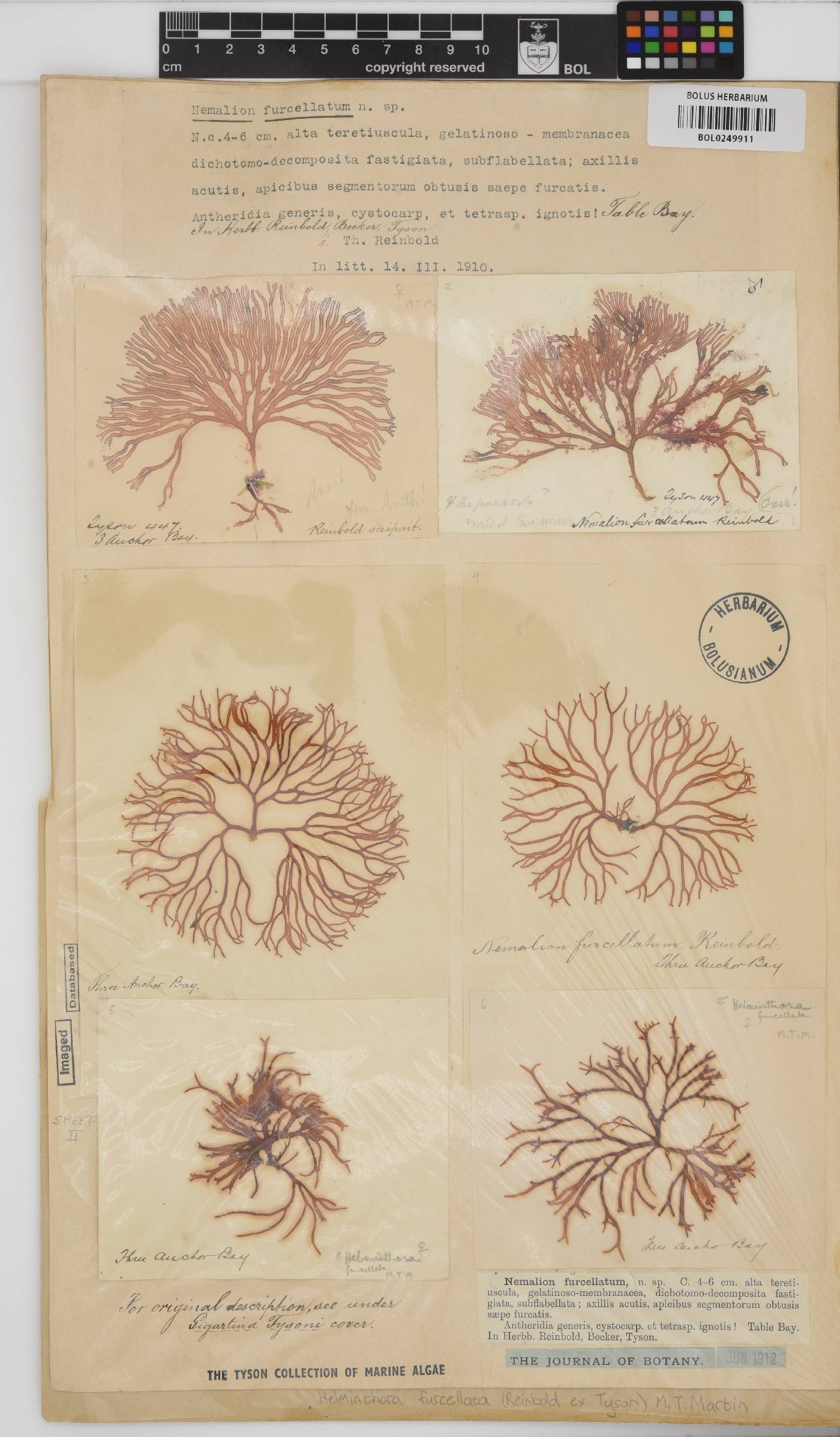 Helminthora furcellata image