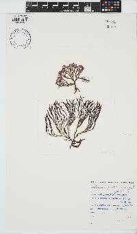 Helminthora furcellata image