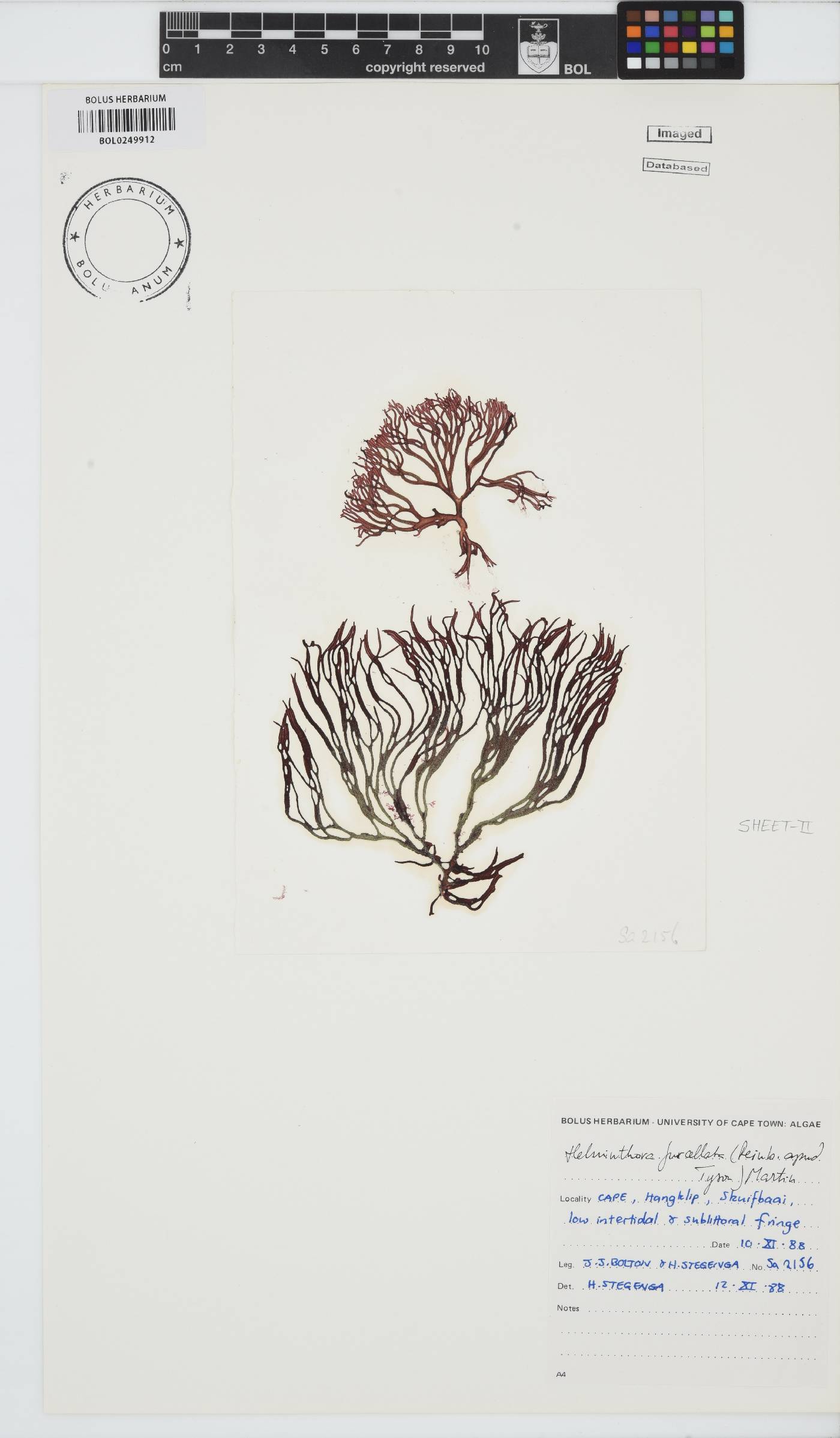 Helminthora furcellata image