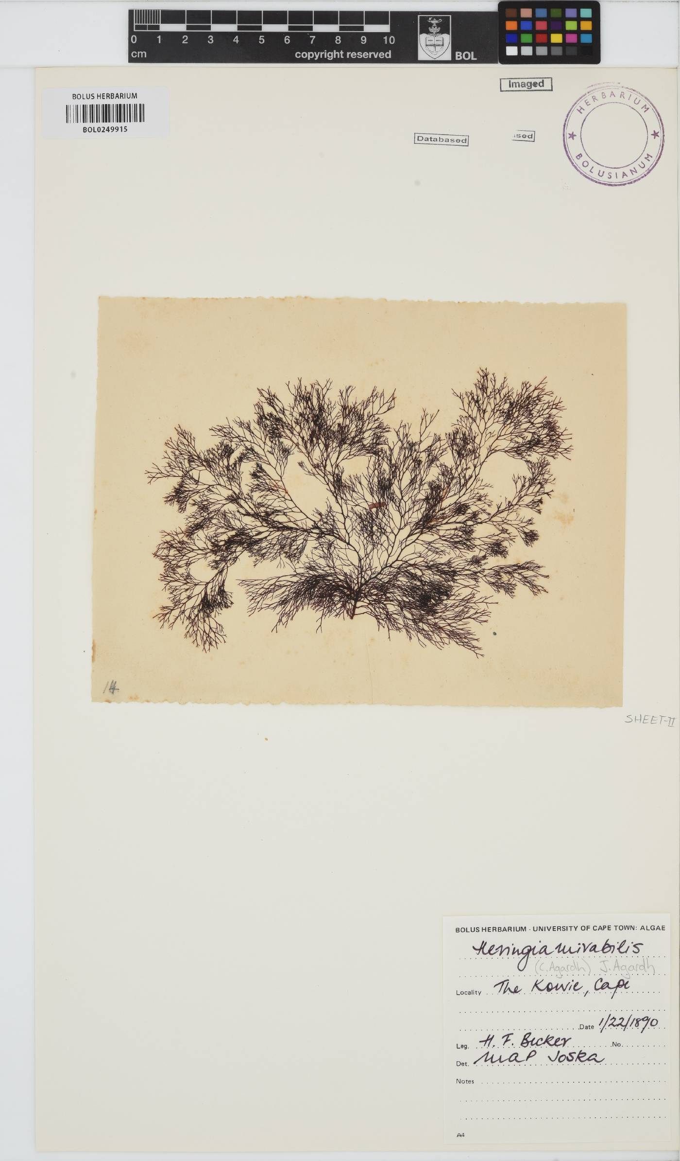 Heringia mirabilis image