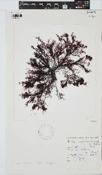 Heringia mirabilis image