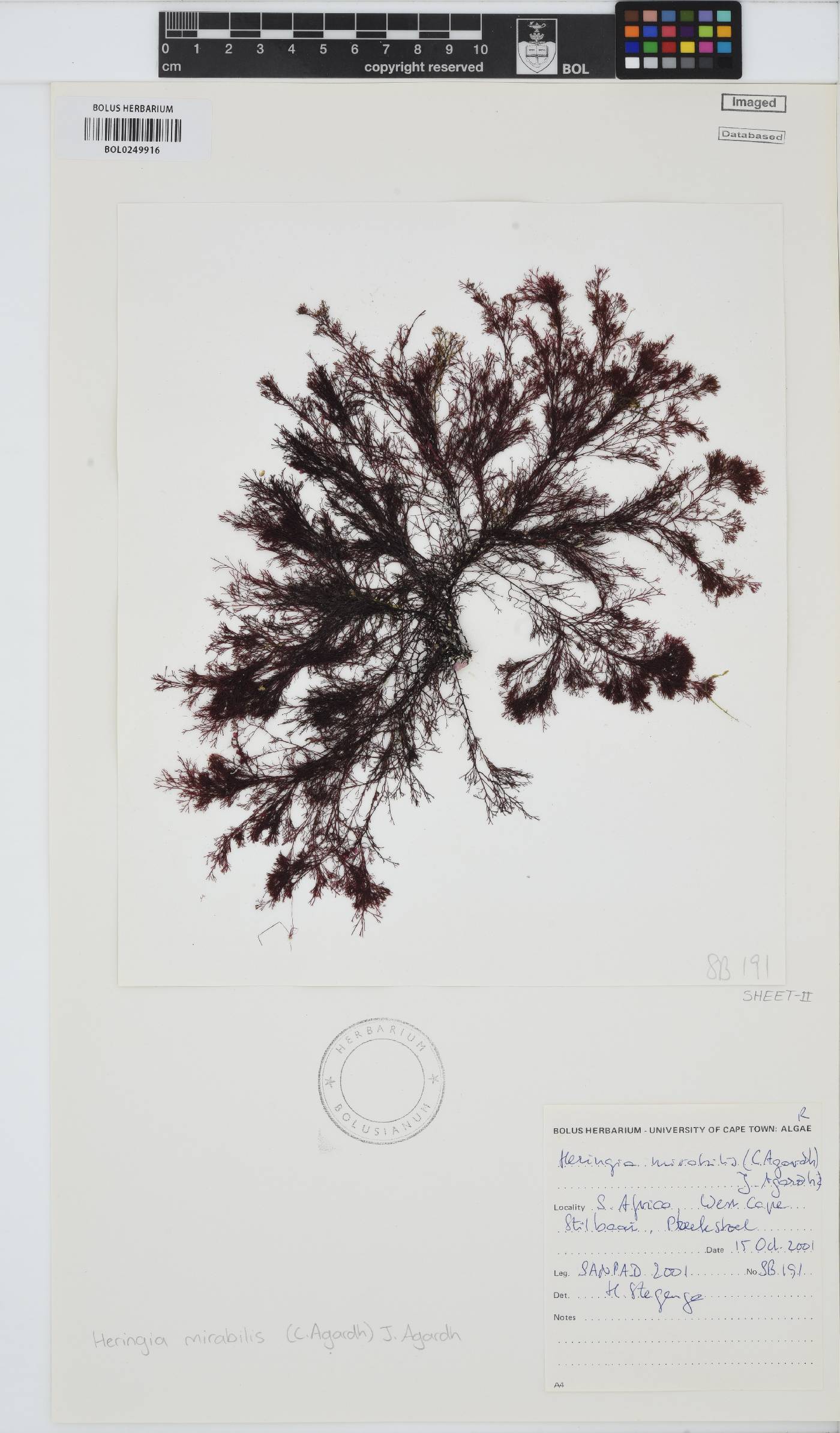 Heringia image