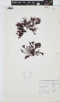 Heringia mirabilis image