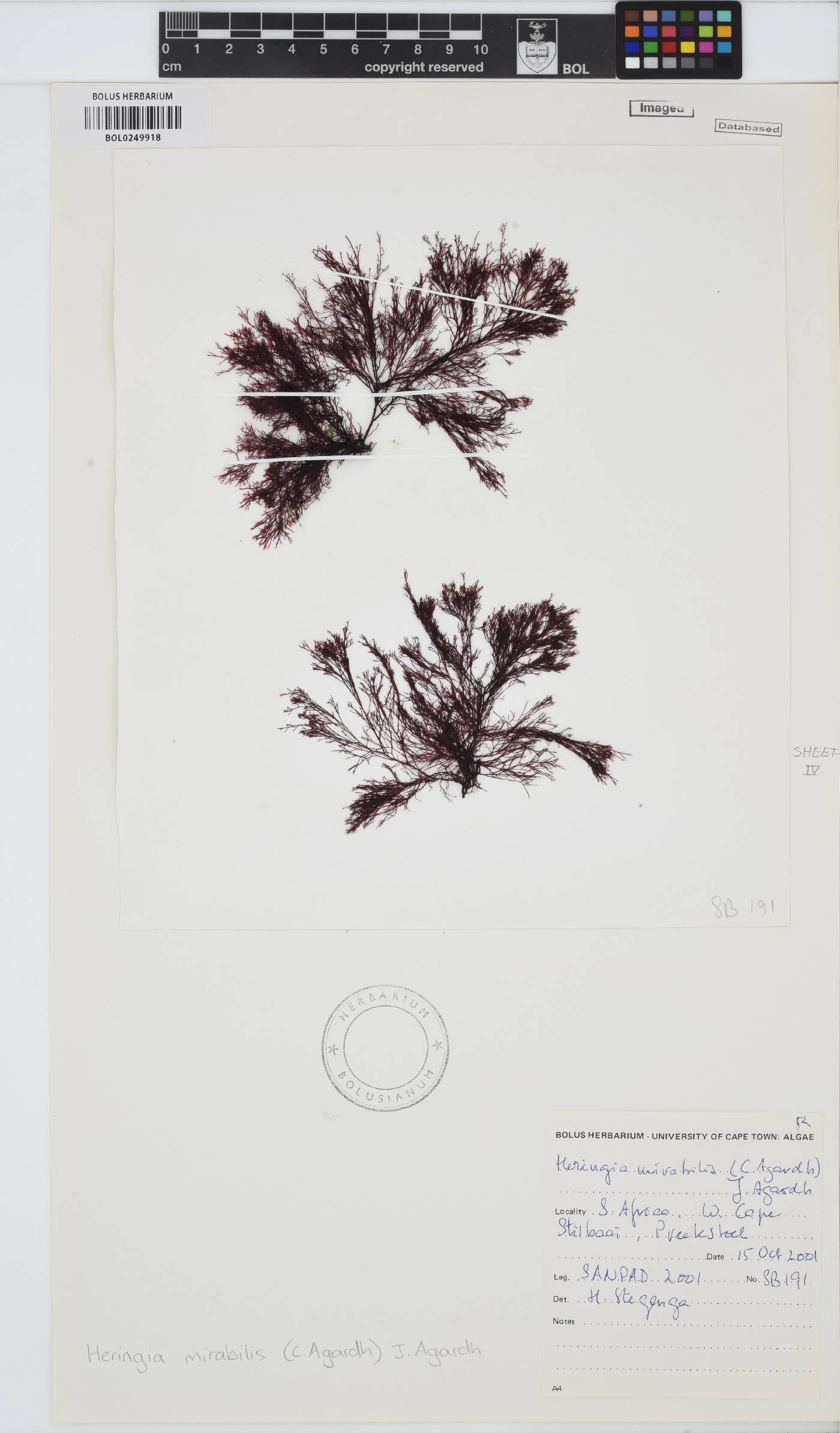 Caulacanthaceae image