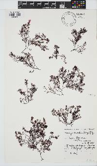 Heringia mirabilis image