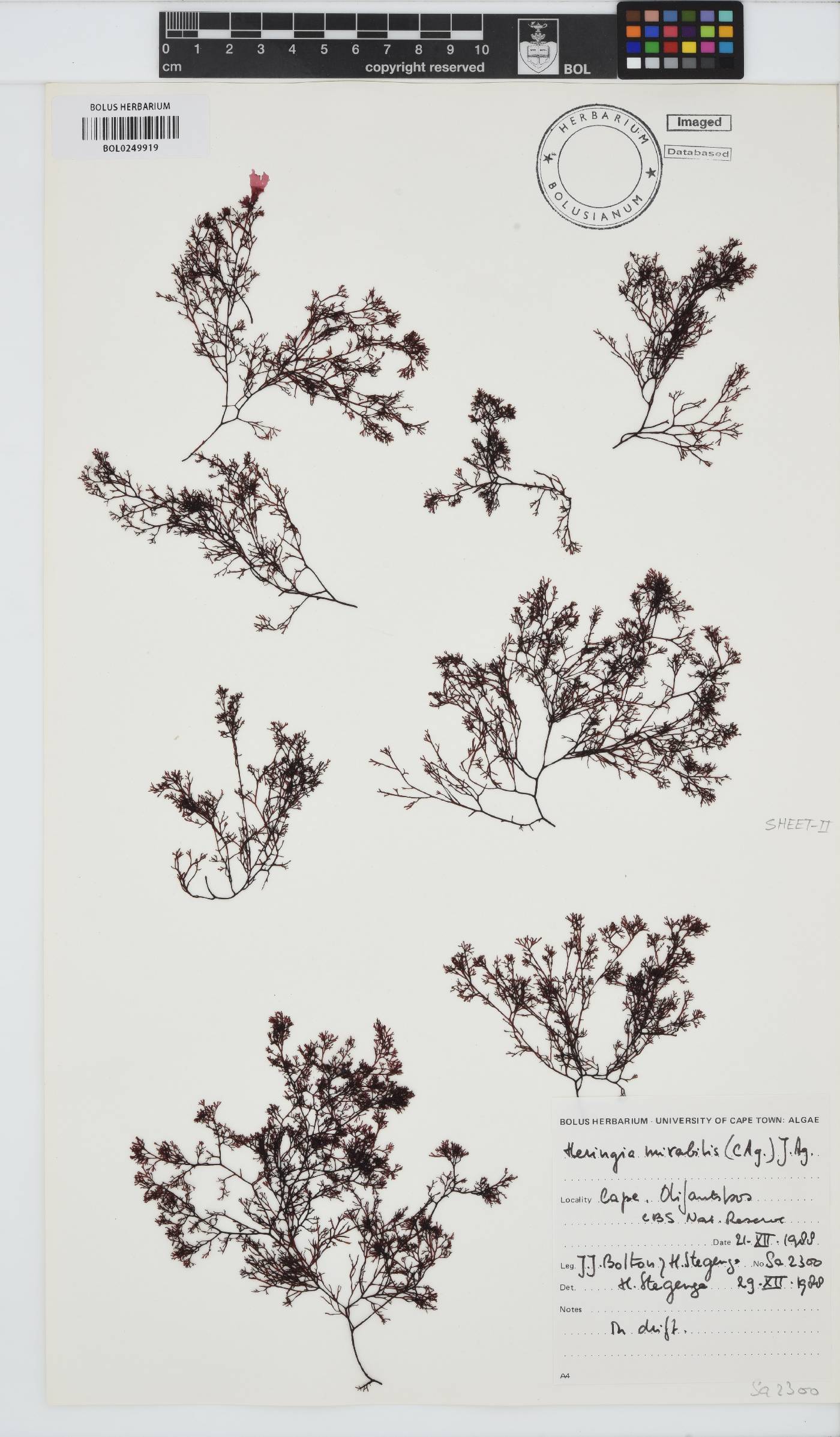 Heringia image