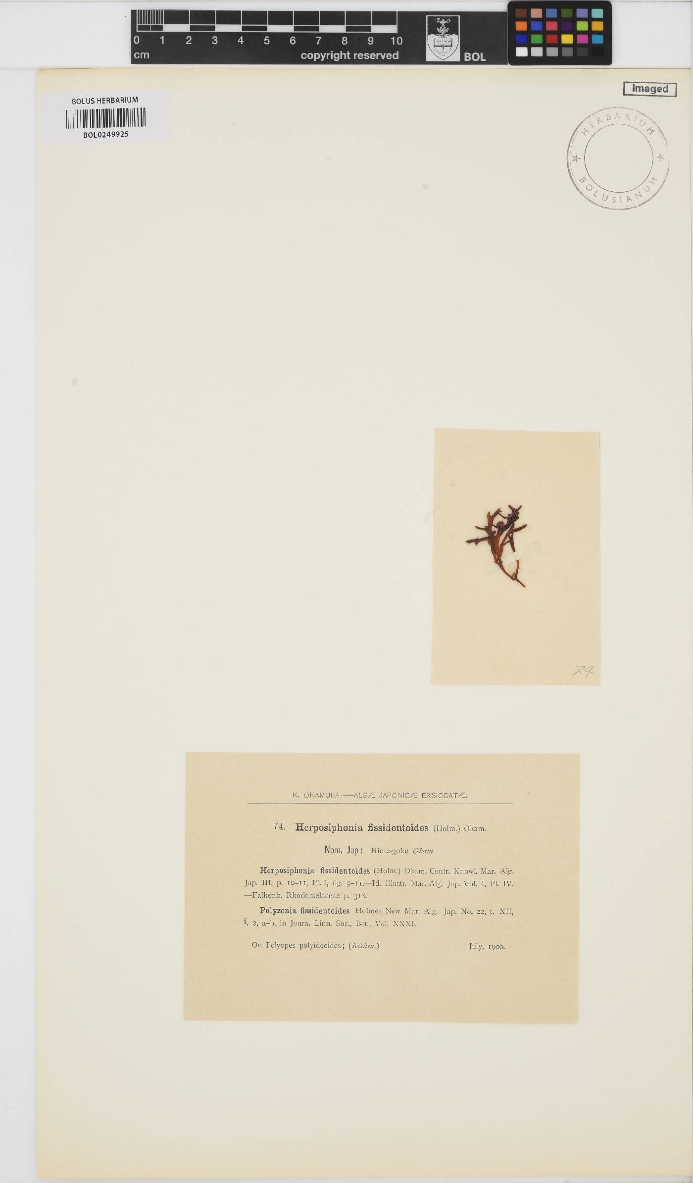 Herposiphonia fissidentoides image