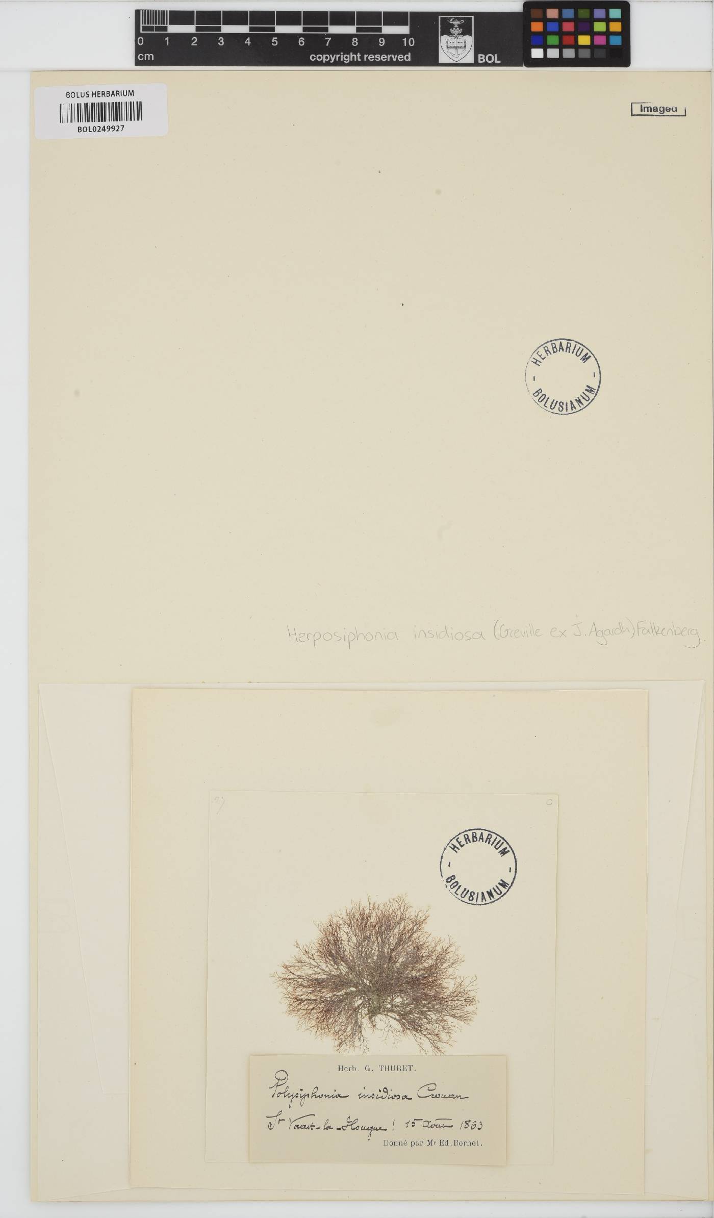 Herposiphonia insidiosa image