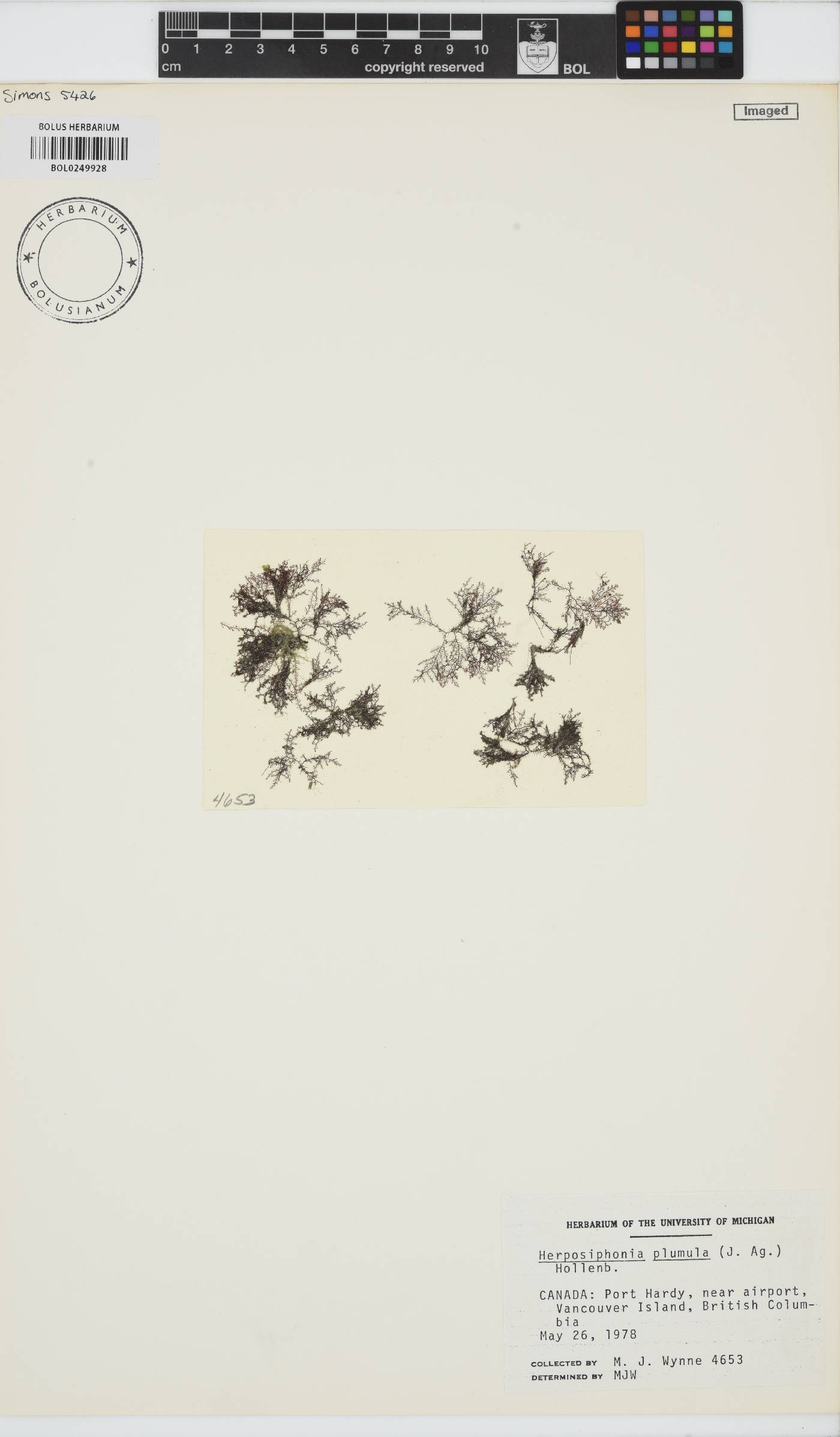 Herposiphonia plumula image