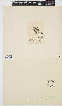 Herposiphonia secunda image