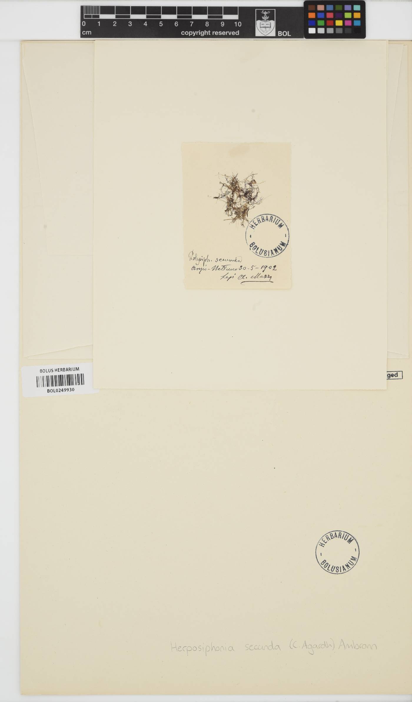 Herposiphonia secunda image