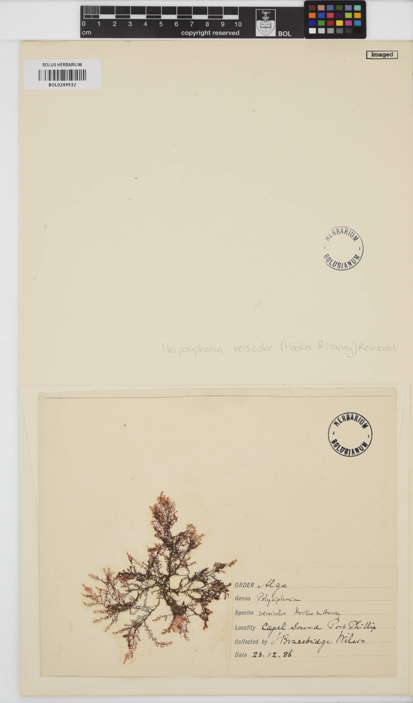 Herposiphonia versicolor image