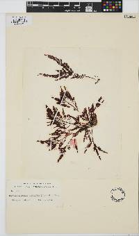 Image of Heterosiphonia concinna