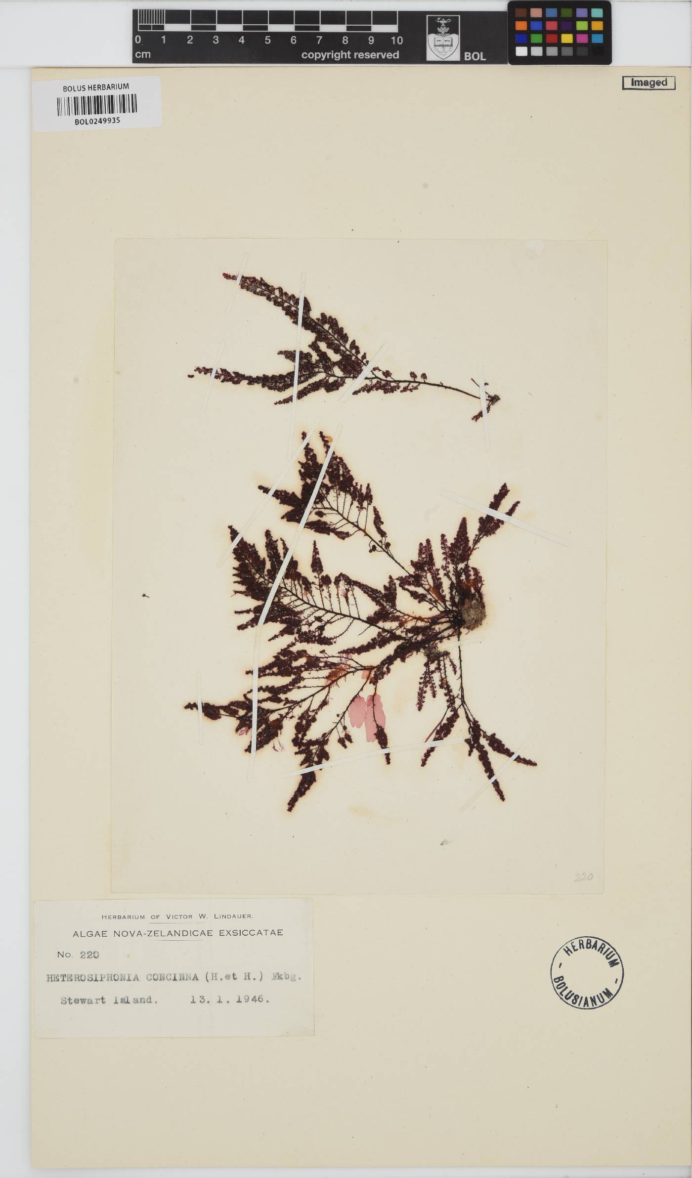 Heterosiphonia concinna image
