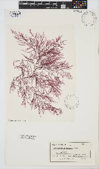Dasysiphonia japonica image