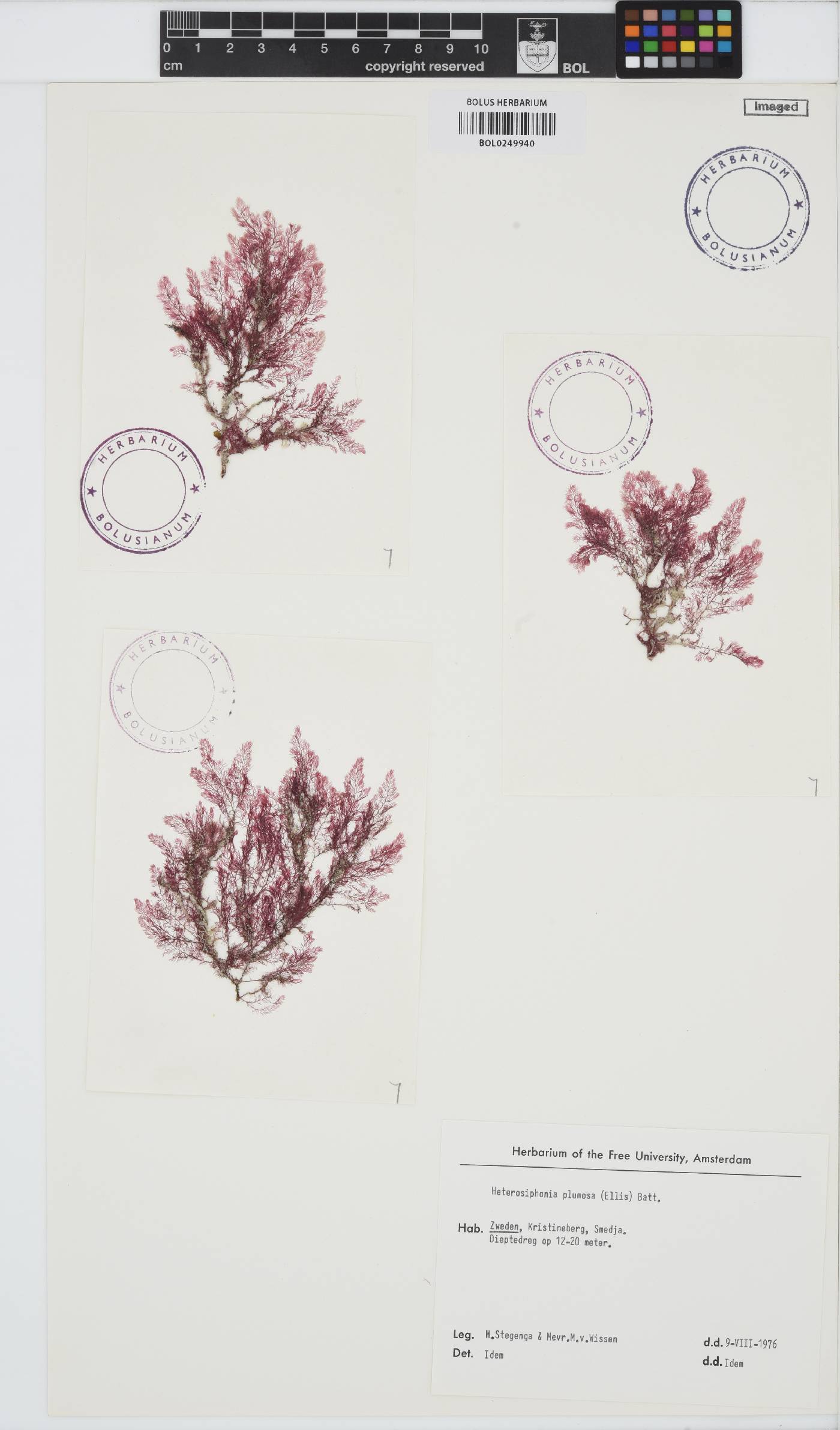 Heterosiphonia plumosa image