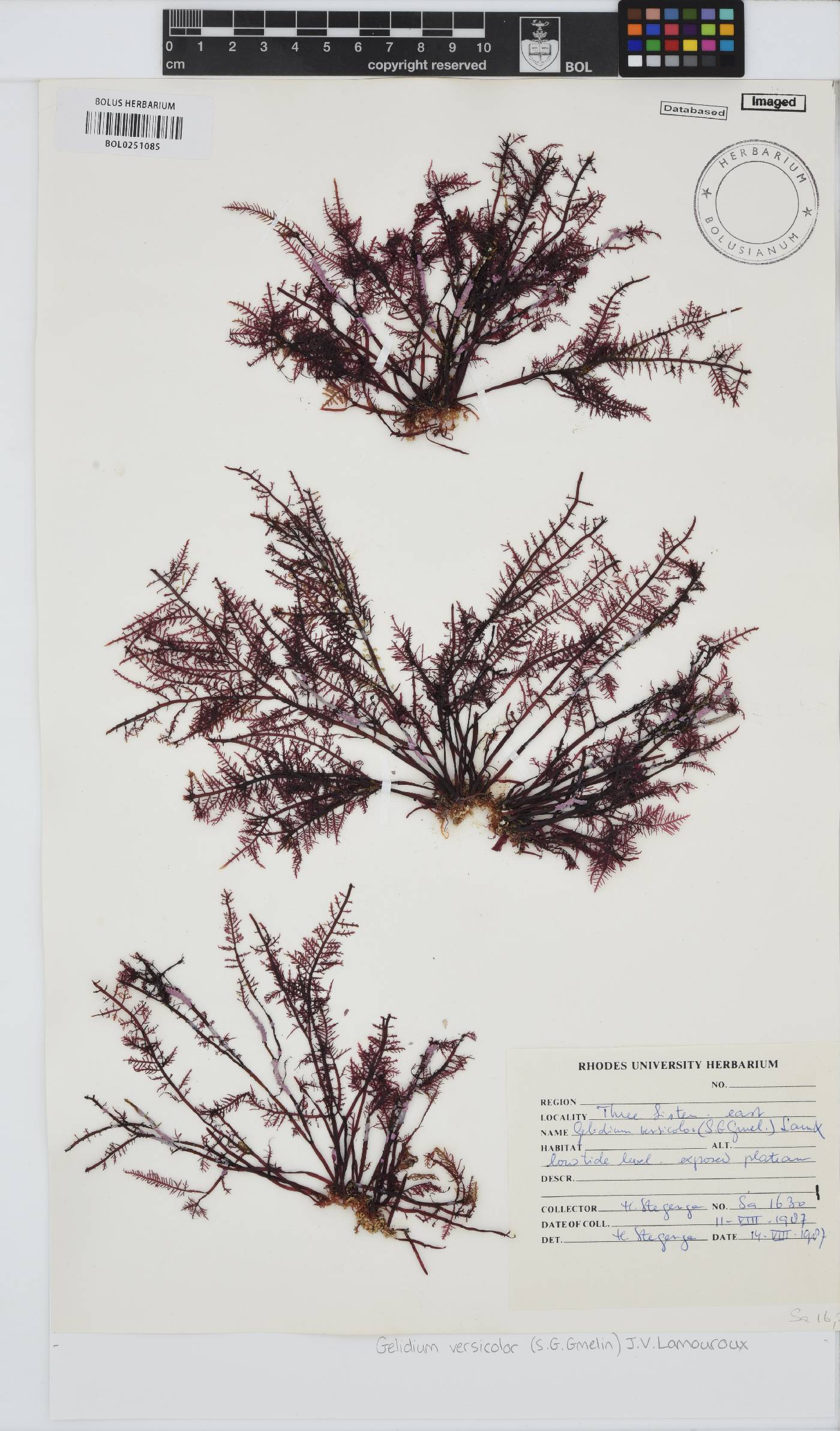 Bryophyta image