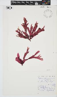 Rhodymenia obtusa image