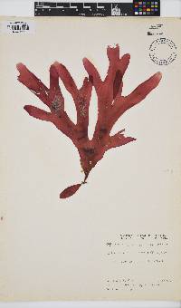 Rhodymenia obtusa image