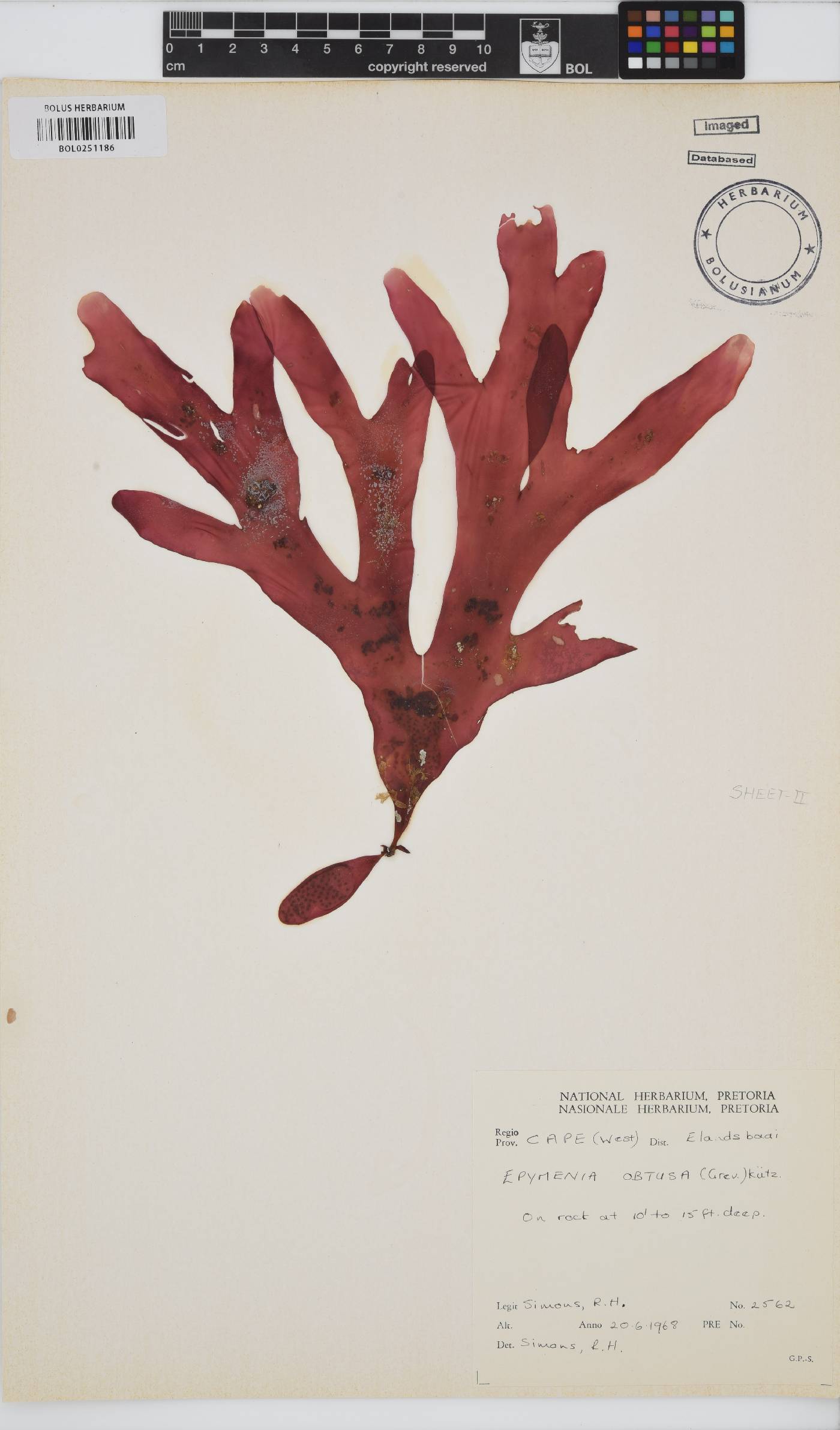 Rhodymenia obtusa image
