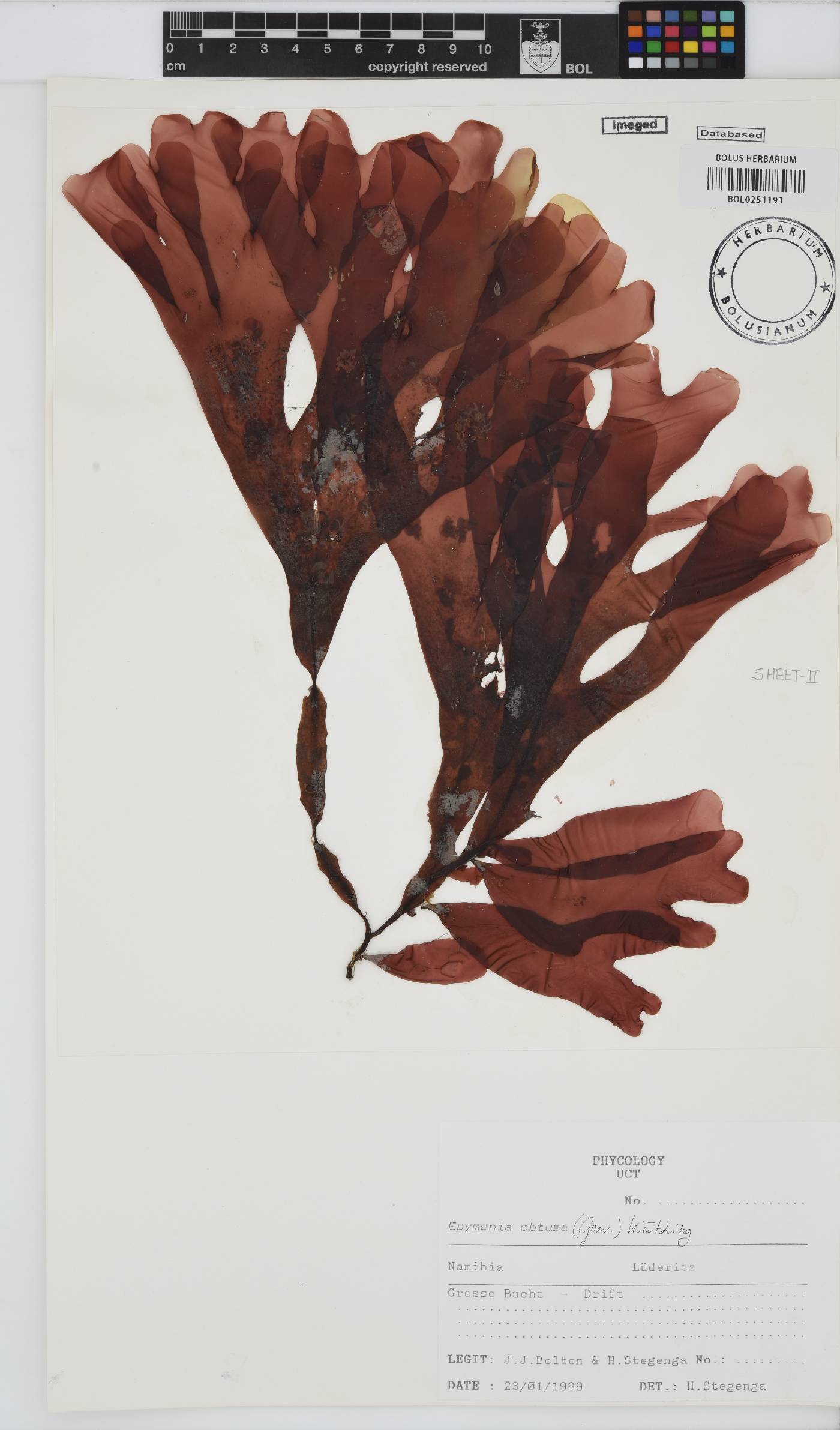 Rhodymenia obtusa image