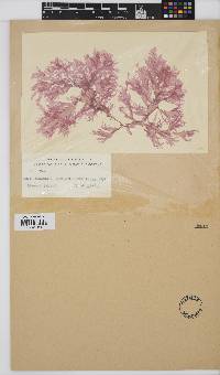 Image of Erythroglossum undulatissimum