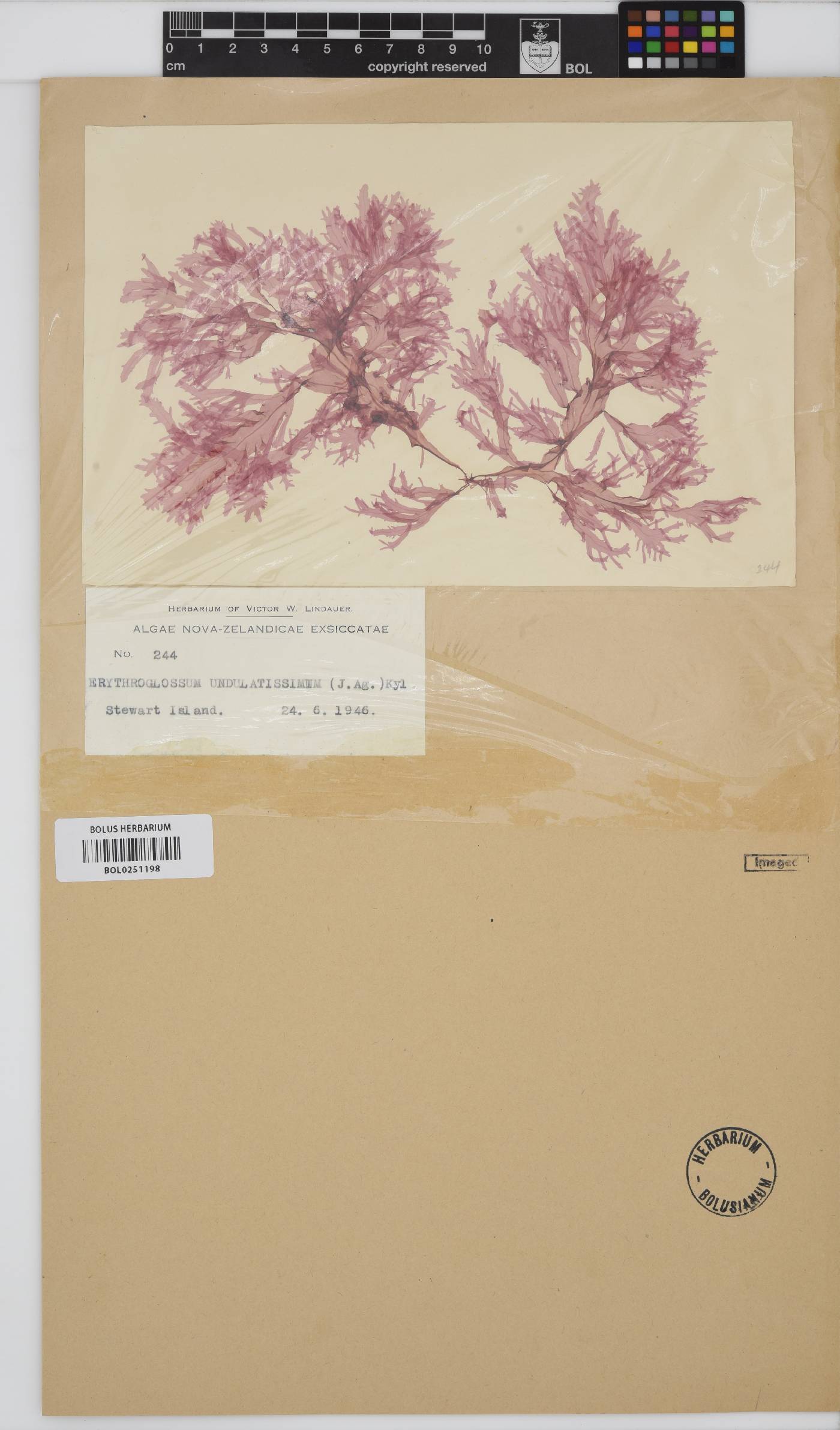Erythroglossum undulatissimum image